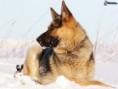 /album/fotogaleria-nemecky-ovciak/obrazky-4ever-sk-vlciak-sneh-2480169-jpg/